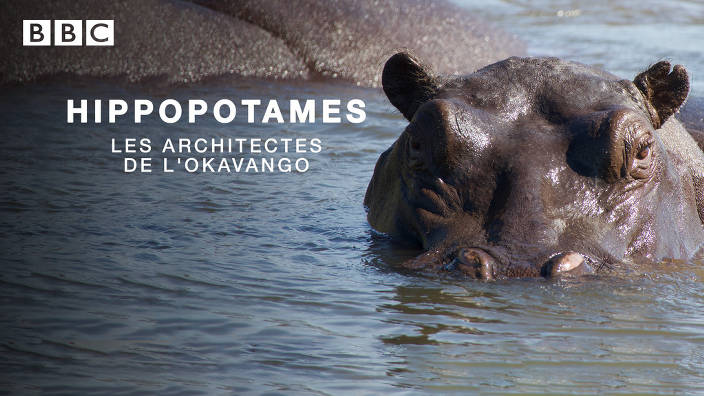 Hippopotames, les architectes de l'okavango